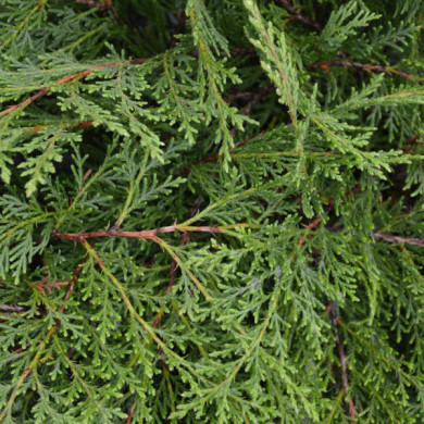 Microbiota decussata