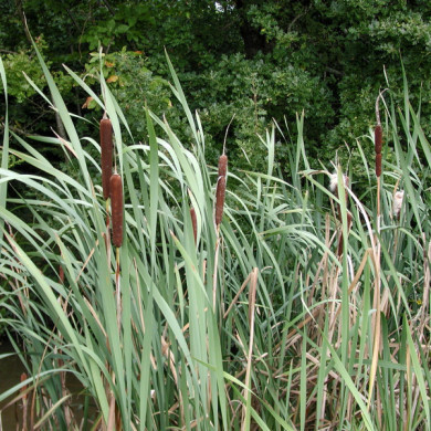Typha angustifolia