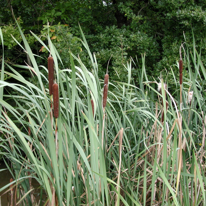 Typha angustifolia