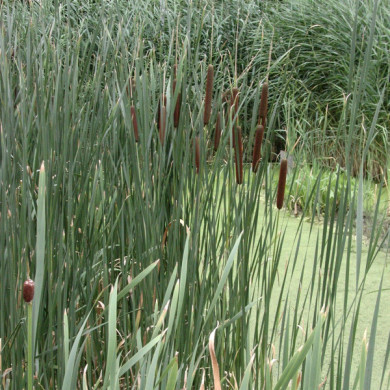 Typha latifolia