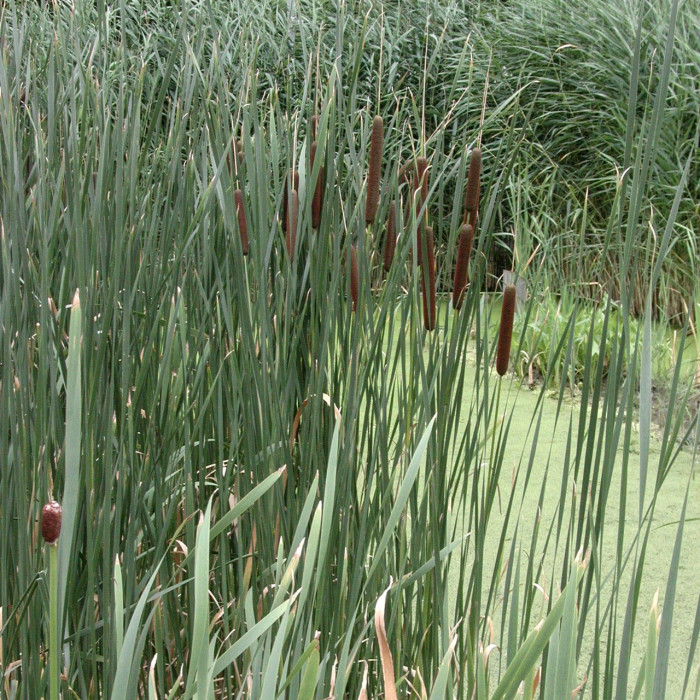 Typha latifolia