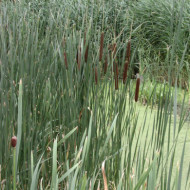Typha latifolia
