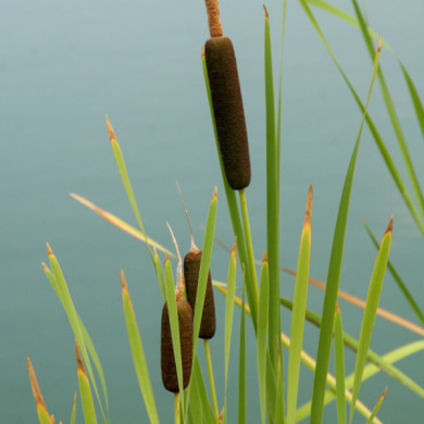 Typha latifolia