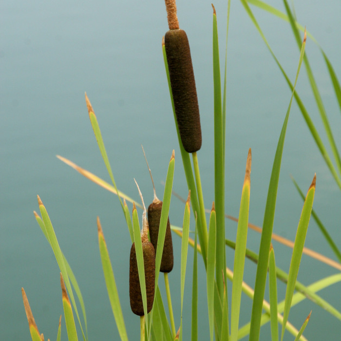Typha latifolia