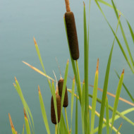Typha latifolia