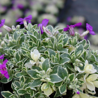 Aubrieta 'Dr Mules variegated '