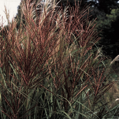 Miscanthus sinensis