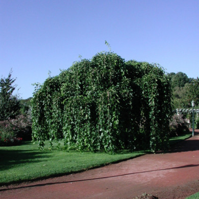 Morus alba 'Pendula'