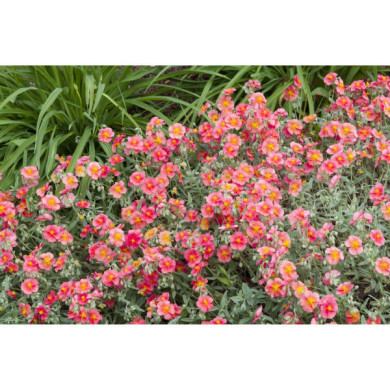 Helianthemum 'Ben hope'