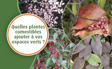 Quelles plantes comestibles ajouter à vos espaces verts ?
