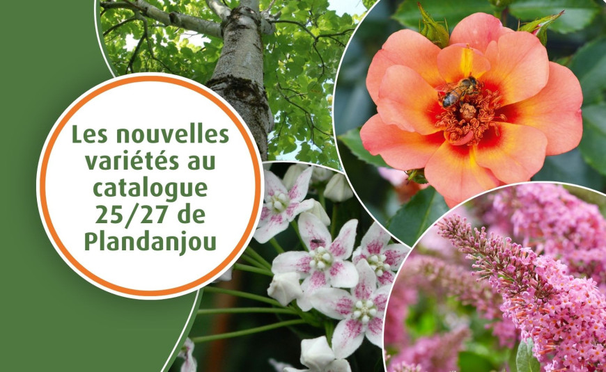 Les nouvelles variétés au catalogue 25/27 de Plandanjou