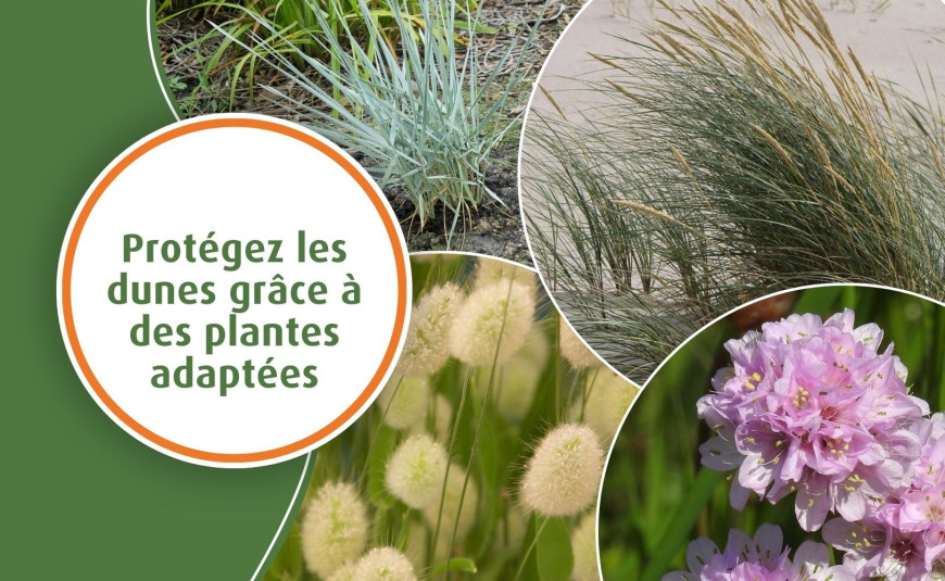 Protégez les dunes grâce à des plantes adaptées