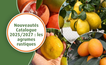 Nouveautés Catalogue 2025/2027 : les agrumes rustiques