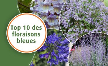 Top 10 des plantes à floraison bleue pour sublimer vos aménagements paysagers 