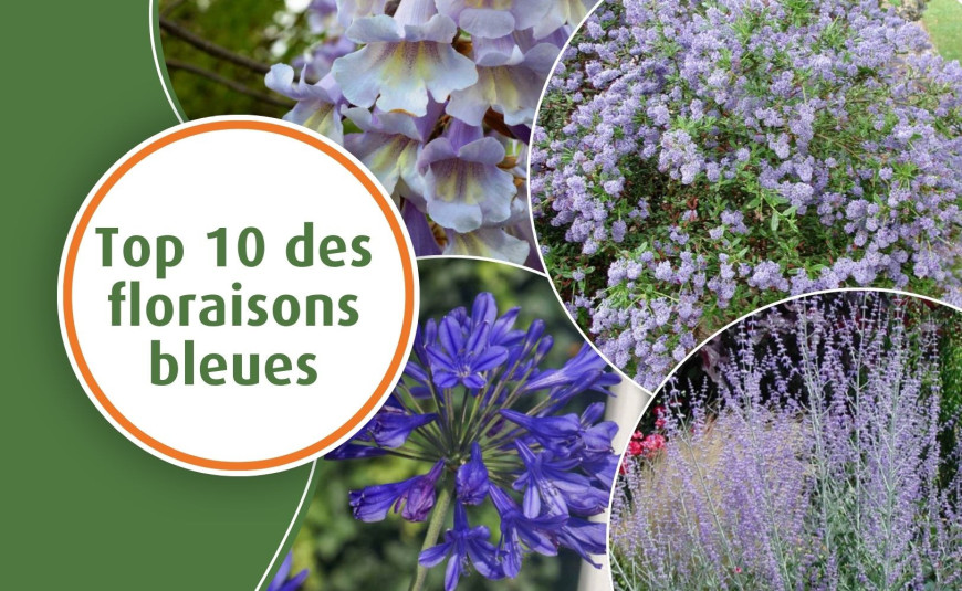 Top 10 des plantes à floraison bleue pour sublimer vos aménagements paysagers 