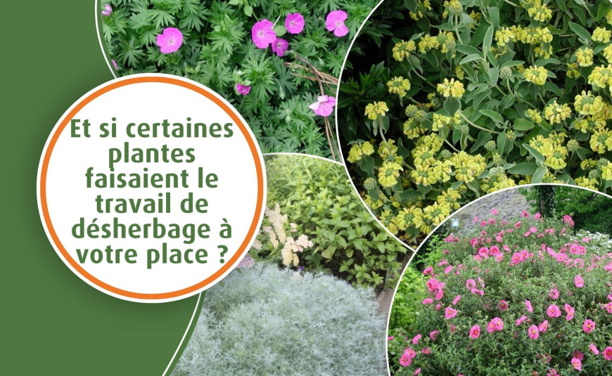 Et si certaines plantes faisaient le travail de désherbage à votre place ?
