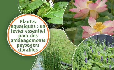 Plantes aquatiques : un levier essentiel pour des aménagements paysagers durables