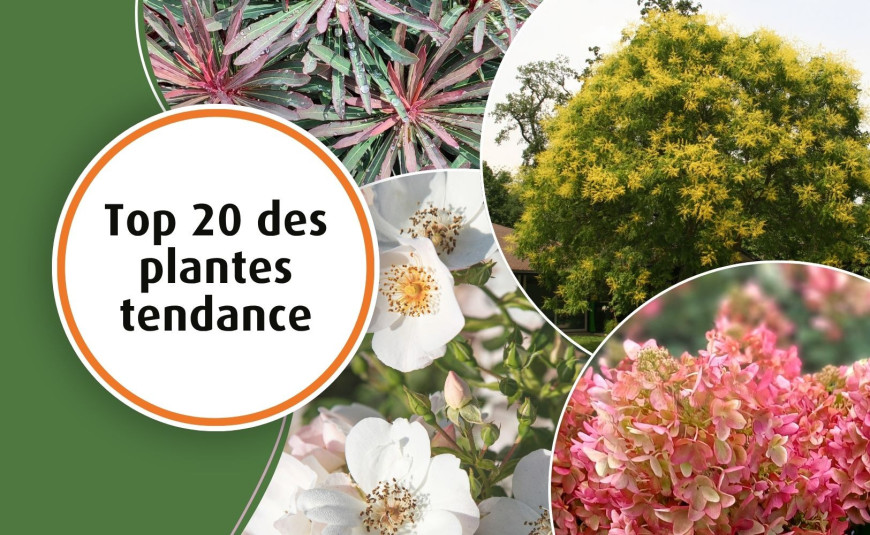 Top 20 des plantes tendance 