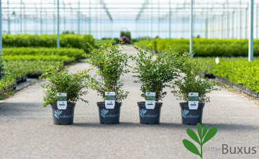 BetterBuxus®