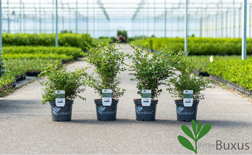 BetterBuxus®